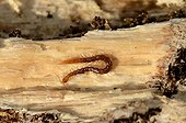 Centipede under the bark of a tree felled in the forest France