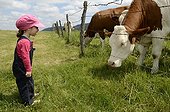 Girl watching Montbeliarde heifers in a pasture France ; The child is aged 2 years and 11 months