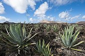 Lava badlands near Timanfaya NP with Agave plants ; Views of Tinguaton and Caldera Blanca volcano mountains