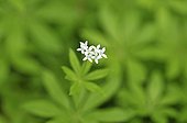 Sweet Woodruff in bloom in spring