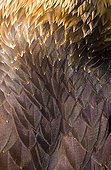 Feathers of a Spanish Imperial Eagle in close-up