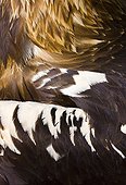 Feathers of a Spanish Imperial Eagle in close-up