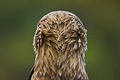 Feathers on the back of the head of a Spanish Imperial Eagle