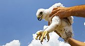Hands carrying a young Spanish Imperial Eagle Sierra Morena