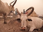 Nuer Cattle Camp in the Tioch during a sand storm Sudan ; Habub is the name of a sand storm coming from the Sahara, northern part of the country, 15 km east of Aker (akair) Sudd, Jonglei district