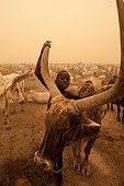 Nuer Cattle Camp in the Tioch during a sand storm Sudan ; Habub is the name of a sand storm coming from the Sahara, northern part of the country, 15 km east of Aker (akair) Sudd, Jonglei district