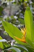 Flower of Parakeetflower 'Golden Torch' St. Lucia