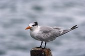 Royal tern on a post St. Lucia