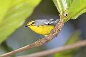 St Lucia warbler on a branch St Lucia