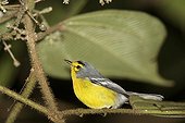 St Lucia warbler on a branch St Lucia