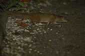 Small Asian Mongoose walking St Lucia