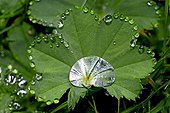 Dew on common lady's mantle leaf