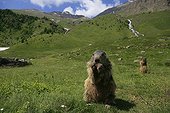 Alpine marmot eating while standing in grass Prapic France