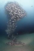 School of Whipper snappers in Cocos island
