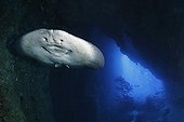 Black-blotched Stingray swimming in a cave Cocos island