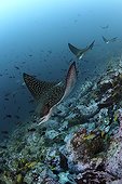 Spotted Eagle Rays congregating near the reef Cocos Island ; They gather to begin their courtship