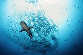 Schools of jacks and sharks swimming Cocos Island ; When the thermocline rises, Whitetip Reef Sharks usually asleep during the day begin to swim actively. 