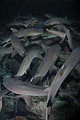 Whitetip Reef Sharks hunting at night Cocos island
