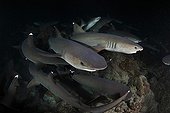 Whitetip Reef Sharks hunting at night Cocos island