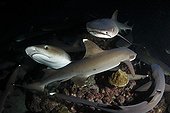 Whitetip Reef Sharks hunting at night Cocos island