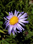 Pyrenean aster in bloom
