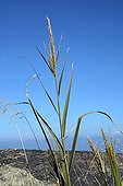 Dwarf reed