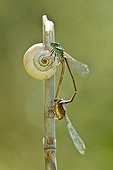 Blue-tailed Damselfly mating on a stem of horsetail
