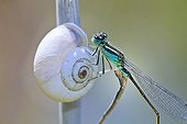 Blue-tailed Damselfly mating on a stem of horsetail ; Details of collection of semen 