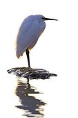 Little Egret at sunrise on the pond of Vaccarès France