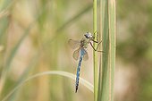 Emperor Dragonfly on a Reed Vaucluse France