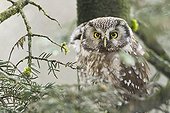 Boreal Owl in the Bayerische Wald NP in Germany