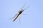 Male mosquito Camargue RNP France