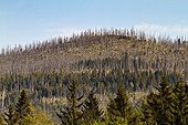 Beetle damage in a coniferous forest in Germany 