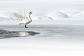Trumpeter Swan on ice Yellowstone NP