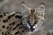 Portrait of a young Serval growling Kapama Game Reserve