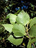 Downy birch leaves
