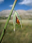 Spiklet of oat
