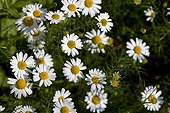 Capitulum of german chamomile France 