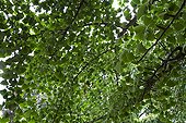 Foliage of a maidenhair tree in a park Strasbourg France 