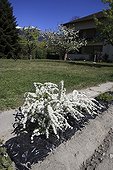 Spirea in bloom in a garden hedge Switzerland