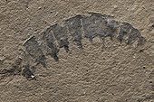 Mandible of Anomalocaris from Burgess shale Canada  ; Mandible size : 5 cm<br>Said Burgess fauna, dating from 505 million years (primary era, Cambrian era) - marine invertebrates like the oldest known bilaterian - lived in a shallow warm sea. 