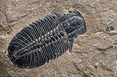 Trilobite fossil Burgess shale Canada ; Said Burgess fauna, dating from 505 million years (primary era, Cambrian era) - marine invertebrates like the oldest known bilaterian - lived in a shallow warm sea. 
