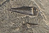 Fossil  Haplophrentis of the Burgess shale Canada  ; Said Burgess fauna, dating from 505 million years (primary era, Cambrian era) - marine invertebrates like the oldest known bilaterian - lived in a shallow warm sea. 
