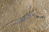 Fossil Margaretia of the Burgess shale Canada  ; Size : 5 cm<br>Said Burgess fauna, dating from 505 million years (primary era, Cambrian era) - marine invertebrates like the oldest known bilaterian - lived in a shallow warm sea. 