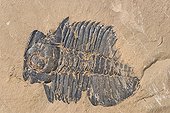 Fossil Trilobite Burgess shale Canada ; Said Burgess fauna, dating from 505 million years (primary era, Cambrian era) - marine invertebrates like the oldest known bilaterian - lived in a shallow warm sea. 