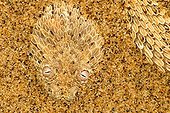 Vipère des sables enfouie dans le sable Sossusvlei Namibie ; La Vipère des sables est une espèce de vipère venimeuse. Elle laisse une piste en forme de s dans le sable et est soigneusement camouflée. Elle s'enfonce dans le sable, à l'affût de tout insecte ou lézard passant.