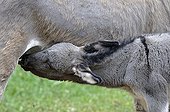 One day ass's foal sucking its mother Cevennes France 
