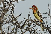 Red-and-yellow Barbet on a thorny branch Samburu Kenya