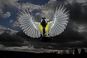 Great Tit in flight on a cloudy blue sky