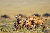 Spotted hyenas with a carcass of a young Wildebeest Kenya 